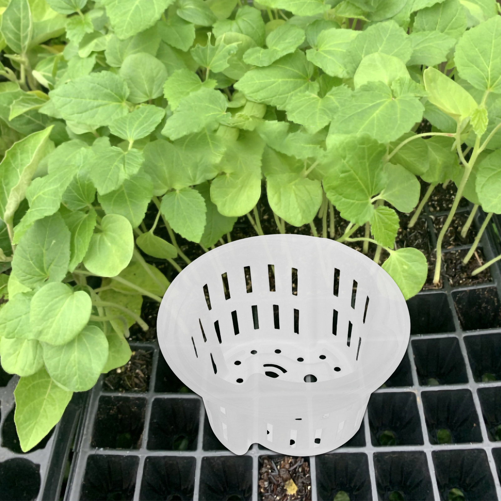 4 Adet Hidroponik Bitki Saksıs - Plant Pot incelemesi ve fiyatı